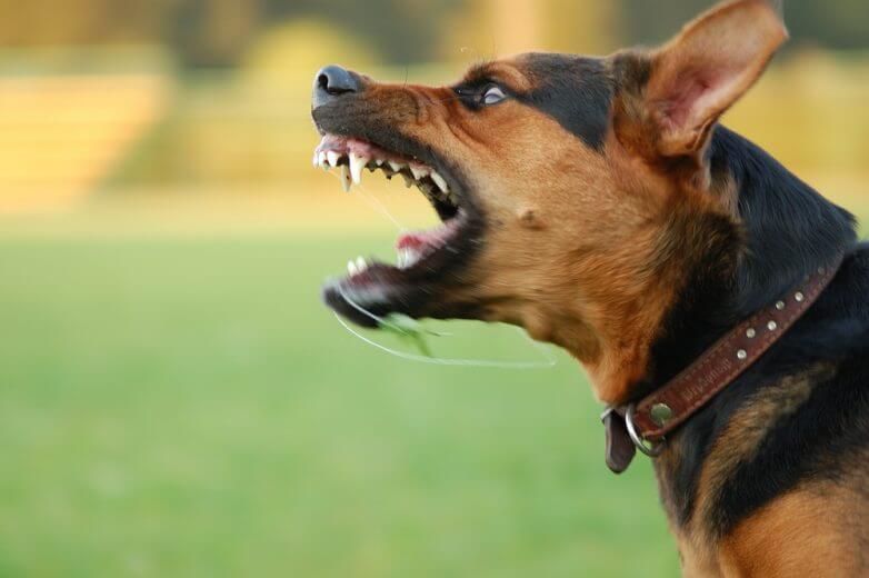 Jak się bronić przed agresywnym psem?