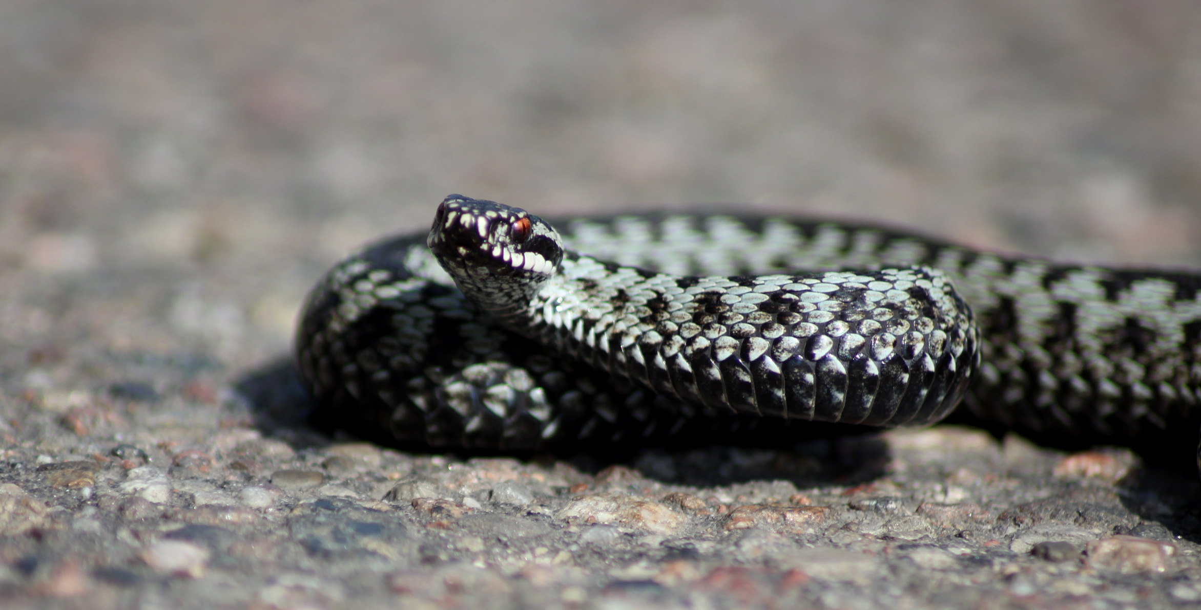 Węże w Polsce – co musisz o nich wiedzieć i czy należy się ich bać?