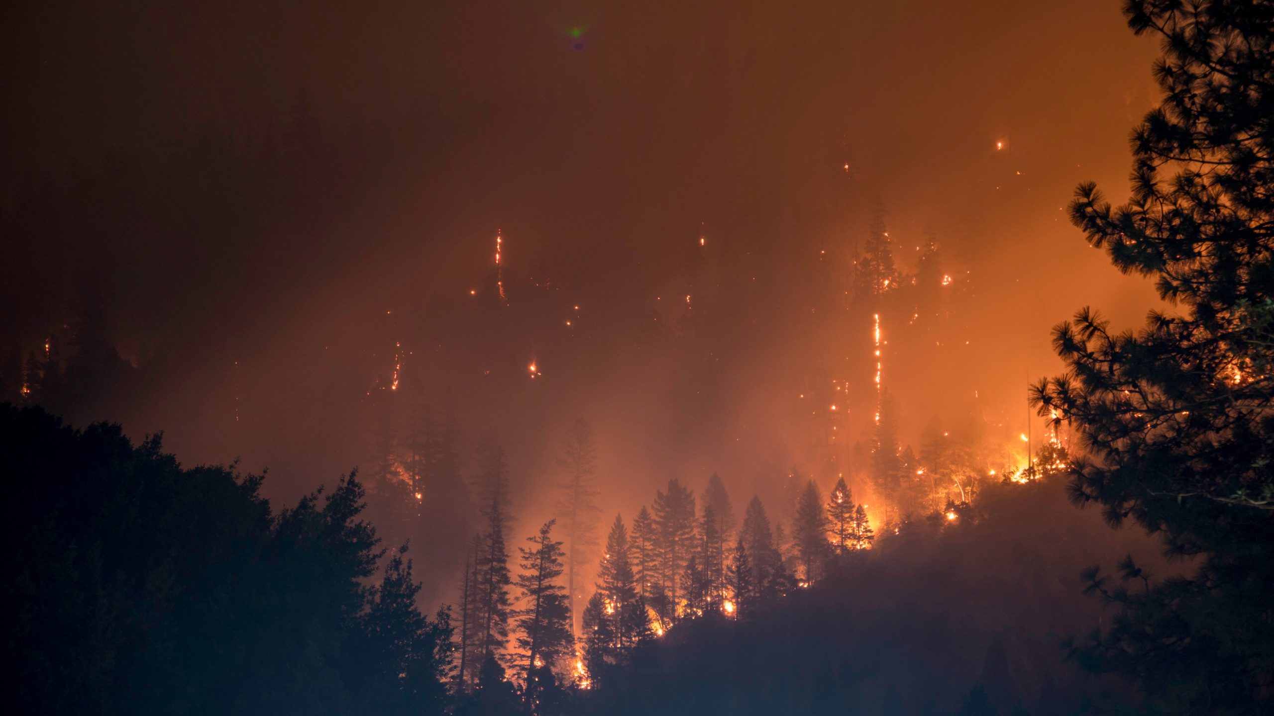 Zagrożenie pożarowe w lasach. Co robić, gdy las płonie?